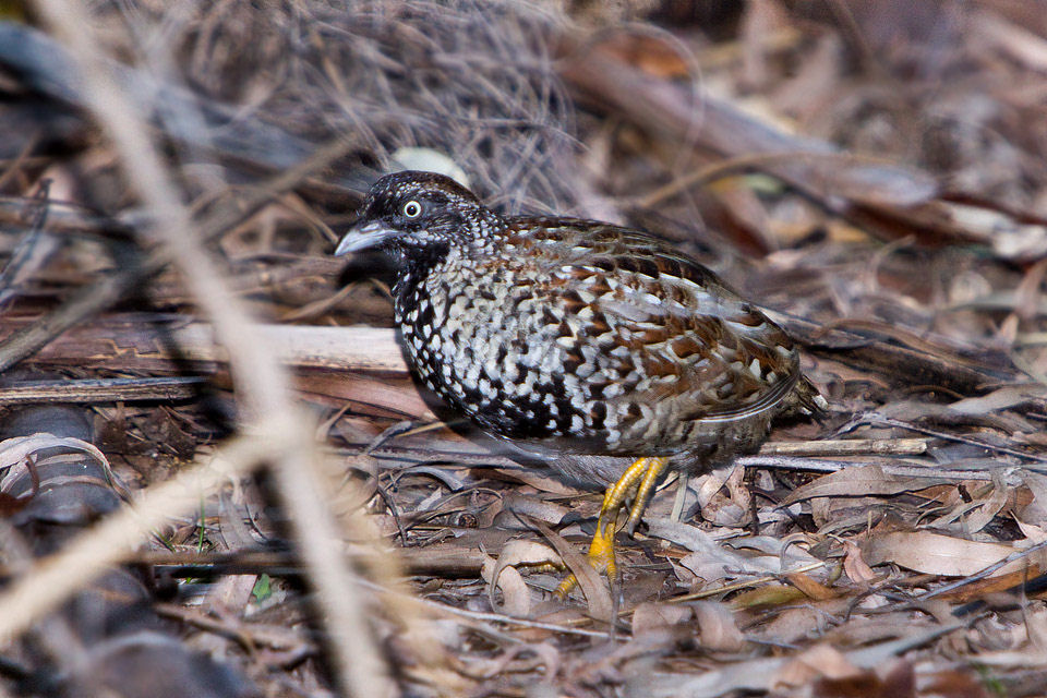 Black-breasted Button-quail (Turnix melanogaster)